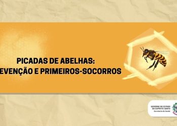 Picada de abelhas: Espírito Santo registra maior número de óbito dos últimos seis anos
