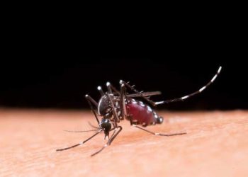 Epidemia: municípios do interior lideram casos de dengue no ES