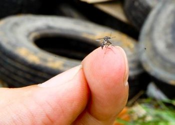 ES registra quase 53 notificações de dengue por hora