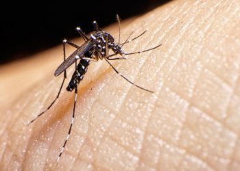 ES vive epidemia de dengue: o que fazer para evitar complicações