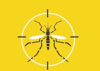 Boletins da dengue, chikungunya e Zika serão publicados diariamente