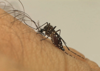Mais da metade dos óbitos por dengue no Estado são de pessoas com comorbidades
