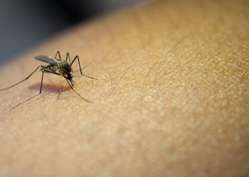 ES registra mais de mil notificações de possíveis casos de dengue por dia