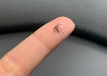 Com o 3º maior número de mortes por dengue do país, ES cria centro de operações para evitar novos óbitos