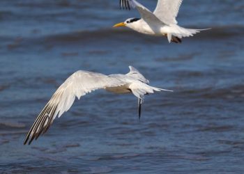 Gripe aviária: após casos de aves marinhas contaminadas, ES reforça orientações de cuidados sanitários