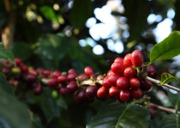 Agricultores do ES aumentam produção de café arábica mesmo com impacto da bienalidade na colheita