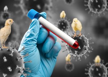 O que se sabe sobre os primeiros casos de gripe aviária no ES e no Brasil