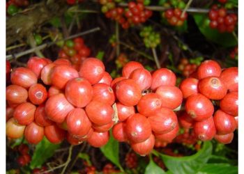 Inscrições abertas para a 3ª edição do Concurso de Qualidade Café Conilon de Rio Bananal