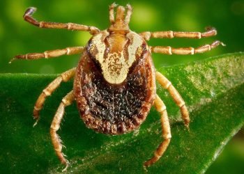 Mortes por febre maculosa: veja os cuidados, sintomas e informações