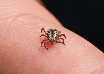 ES registra primeira morte por febre maculosa em 2023