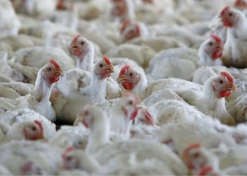 Japão suspende temporariamente compras de carne de aves do ES após caso de gripe aviária em criação