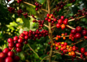 Família do ES adapta produção de cafés conilon e arábica especiais na mesma propriedade