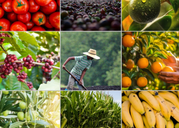 Produção agrícola capixaba cresce 5,39%