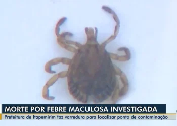 ES registra 7ª morte por febre maculosa em 2023; veja os sintomas