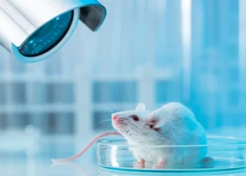 Organ-on-a-chip: tecnologia substitui uso de animais em testes médicos