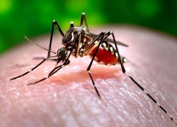 Profissionais de saúde alertam para ressurgimento do tipo 3 da dengue