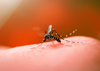 Número de casos de dengue aumenta dez vezes no ES e chega a 185 mil; quantidade de mortes é 18 vezes maior