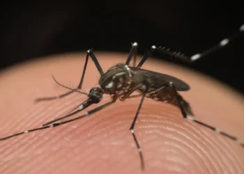 ES tem maior incidência de dengue e chikungunya