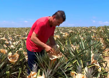 Produtores do ES ‘vestem’ abacaxis com papel para proteger as frutas do calorão e garantir colheita