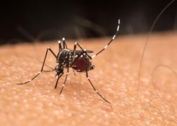 ES tem explosão de casos de dengue e incidência é a maior do Brasil; confira os números dos estados