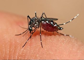 Municípios da região Metropolitana de Saúde podem ampliar vacina da dengue para até 14 anos