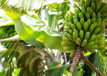 Produtores brasileiros miram banana mais resistente a pragas e mais rentável desenvolvida por pesquisadores do ES