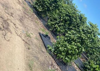 Produtores do ES investem em cobertura do solo para garantir colheita de pimenta-do-reino