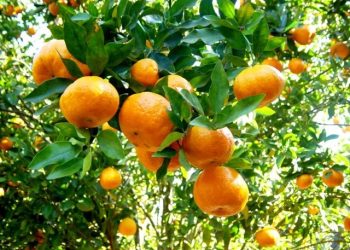 Produtores de tangerina da região serrana participam de capacitação na próxima sexta-feira (14)