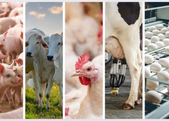 Novo relatório do Governo divulga dados da produção agropecuária no Espírito Santo