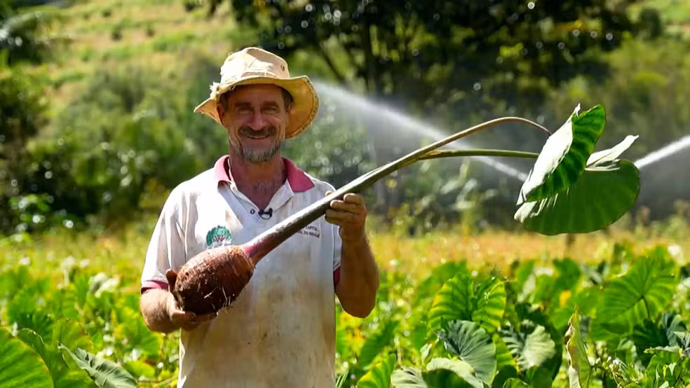 Responsável por mais de 40% da produção de inhame do país, ES antecipa a colheita por causa do calor