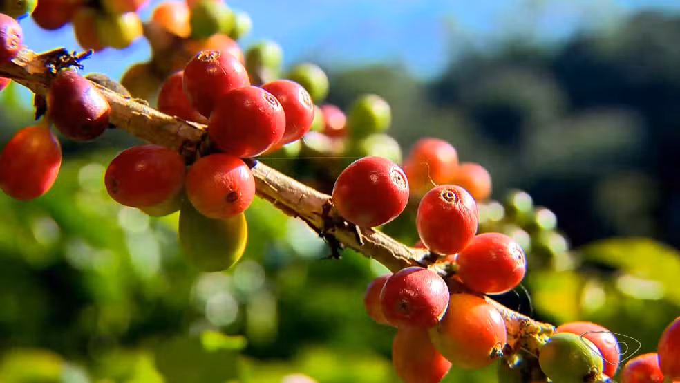 Colheita de café arábica começa no ES e produção deve superar em mais de 1,5 milhão de sacas a safra de 2023
