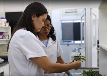 Rede Inova Café: Design de biofertilizantes modernos para lavouras de café é tema de novo vídeo