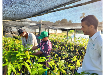 Agricultura familiar: implementação de cacau orgânico em Cachoeiro de Itapemirim com apoio da Ater