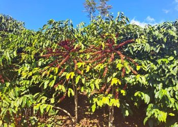 Estudo internacional destaca potencial de adaptação do café conilon às mudanças climáticas