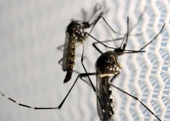 Estratégia de combate ao Aedes com larvicida vira política nacional