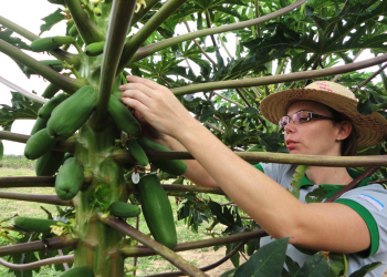 Últimas semanas para inscrição de trabalhos no simpósio Papaya Brasil 2024