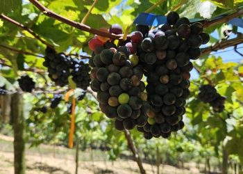 Inscrições abertas para seminário de agroecologia em Santa Teresa