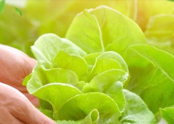 Saúde inicia implantação de Programa de Monitoramento de Resíduos de Agrotóxicos em Alimentos