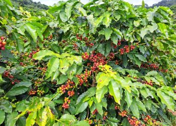 Estudo internacional destaca café conilon como alternativa resiliente às mudanças climáticas