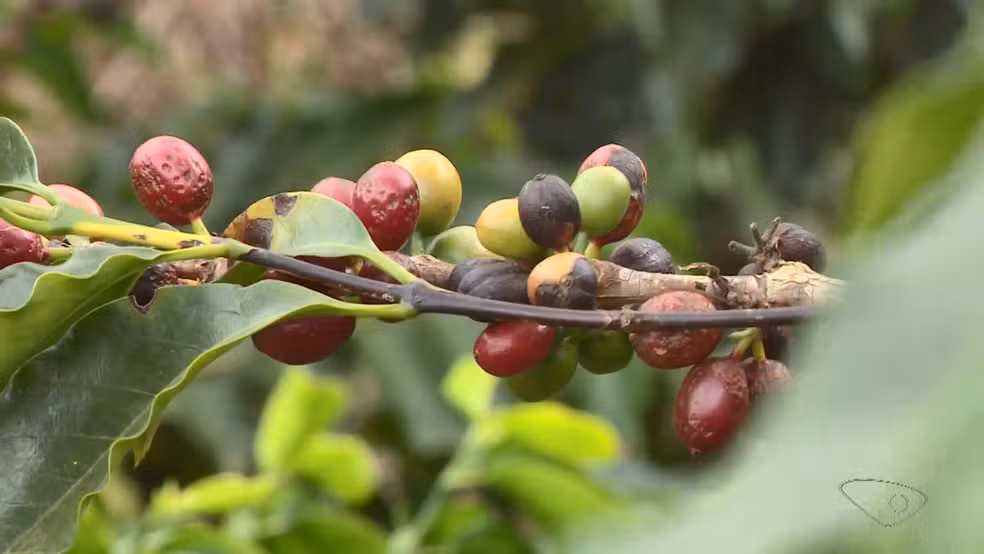 Seca derruba pela metade a produção de pimenta-do-reino e colheita de café está comprometida no ES