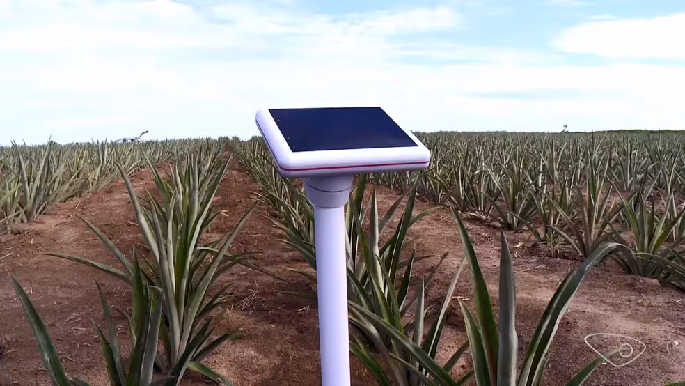 Produtor precisa modernizar lavouras para criar base de dados para uso de Inteligência Artificial no campo, diz especialista