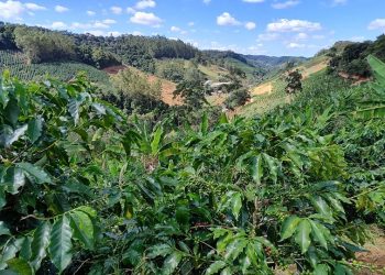 Como fica a agricultura capixaba com o Estado de Alerta sobre a situação hídrica no Espírito Santo