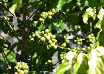 Incaper garante R$ 3,4 milhões em novos projetos de pesquisa para fortalecer cafeicultura capixaba