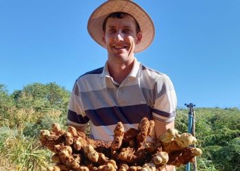 Produtor capixaba de gengibre exporta diretamente para empresa neerlandesa