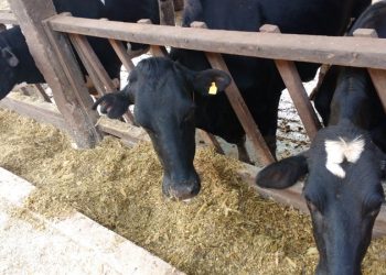Concurso incentiva produtores de leite capixabas a investir na produção de silagens