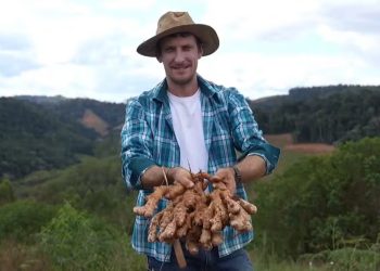 Agricultor do ES consegue registro inédito de nova variedade de gengibre desenvolvida após observações diárias da própria produção