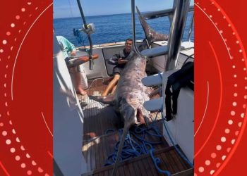 Guindaste é usado para mover peixe de mais de 300 kg pescado em Guarapari