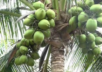 Produtores de coco investem em tecnologia para aumentar a produção e abastecer mercado durante o verão