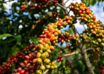 Café conilon a R$ 2.000 pode gerar um impacto de R$ 70 bilhões na economia capixaba, afirma economista