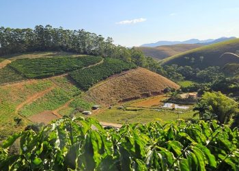 Cafeicultura: quatro municípios recebem eventos de capacitação do Incaper